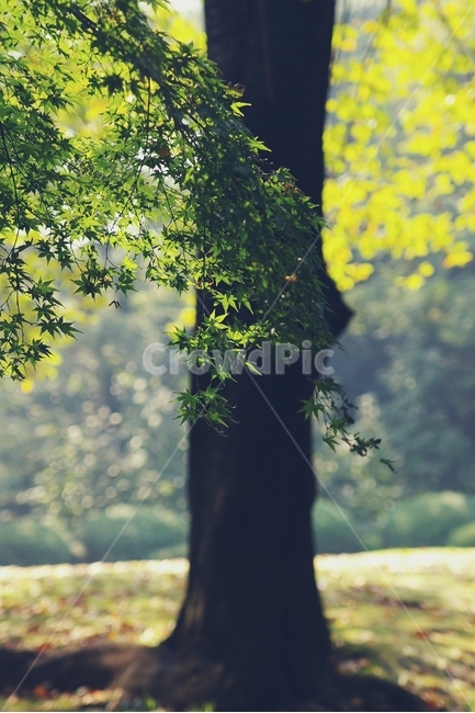 빛,단풍,maple,단풍나무,나무,햇빛,sunshine,tree,초록,연두,봄,spring,green,식물,자연,plants,nature,나무,trees,wood,휴식,힐링,rest,relaxation,healing