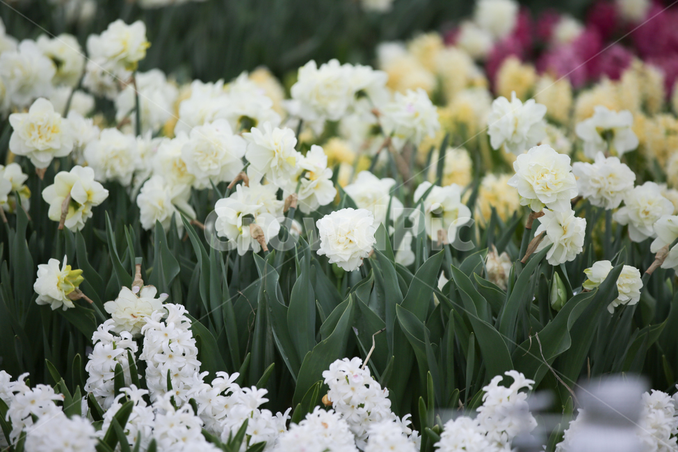 독일,붓꽃,독일붓꽃,저먼아이리스,꽃창포,봄,계절,spring,season,식물,자연,plants,nature,꽃,flower,plant,blossom