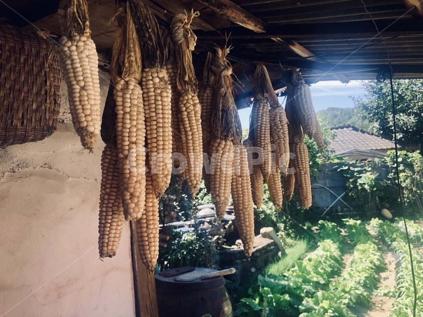 시골집,옥수수,시골,식물,country,말린옥수수,농작물,corn