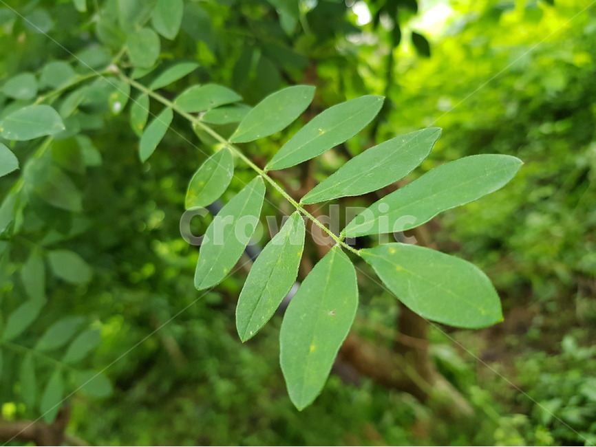 잎사귀,잎,초록,자연,배경,배경이미지,연두색,식물,자연,plants,nature
