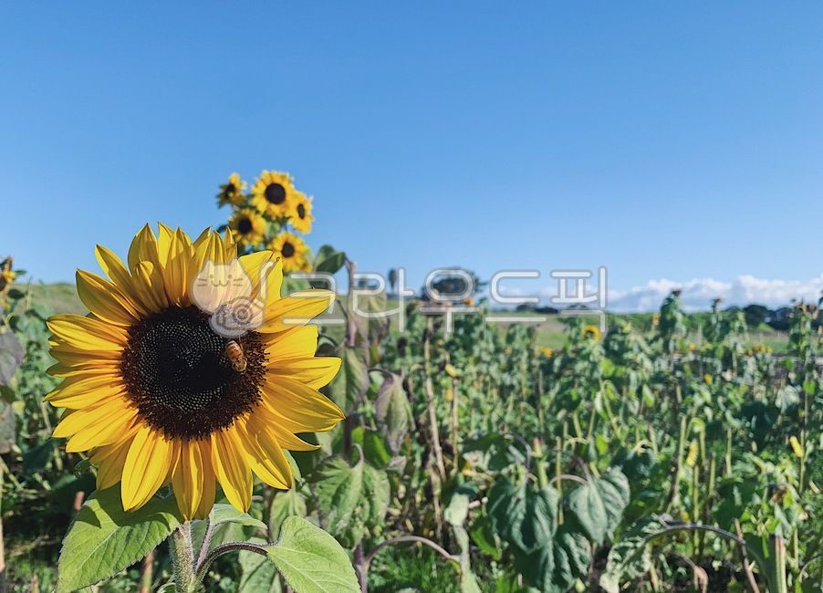 sunflowersgarden,sunflower bee,bee,sunflower flower,sunflowers,sunflowerwithabee,honeybee,sunflower