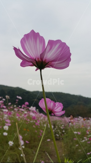 코스모스사진,코스모스,꽃,분홍색,꽃잎,가을,fall,autumn,flower,cosmos,pink,color,alone,하늘하늘,sky,예쁘다,풀,자연,healing,감성,들판,한국의풍경,weather,날씨,가을,계절,fall,autumn,season,식물,자연,plants,nature,꽃,flower,geranium,제라늄,plant,blossom,petal