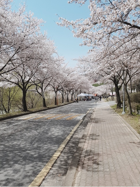 벛꽃,꽃길,벛꽃풍경,풍경,벚꽃길,도로
