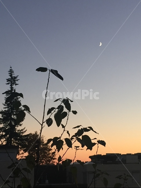 자연,저녁,달,초승달,감성,저녁하늘,노을,나무,풍경,캐나다,하늘,구름,야경,밤,풍경,nightscape,night,landscape,silhouette,실루엣,tree,plant,식물