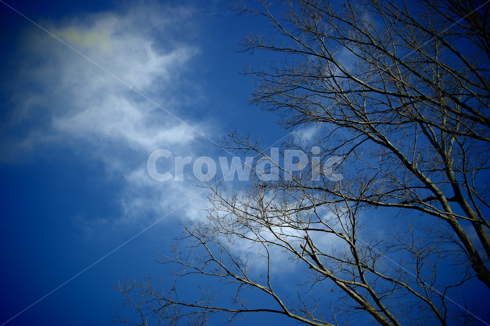 nature,자연,outdoors,옥외,silhouette,실루엣,하늘,블루,blue,나뭇가지,tree