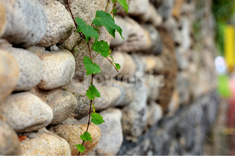돌담,담쟁이,덩쿨,담벼락,담장,식물,자연,plants,nature