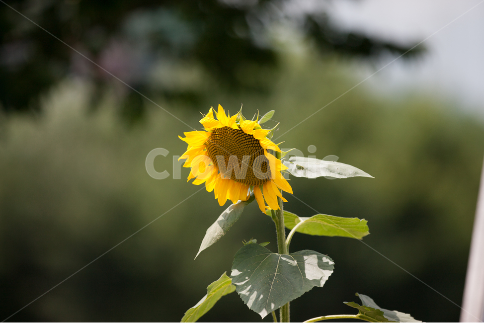 해바라기,들꽃,봄꽃,여름꽃,해바라기씨,식물,자연,plants,nature,꽃,flower