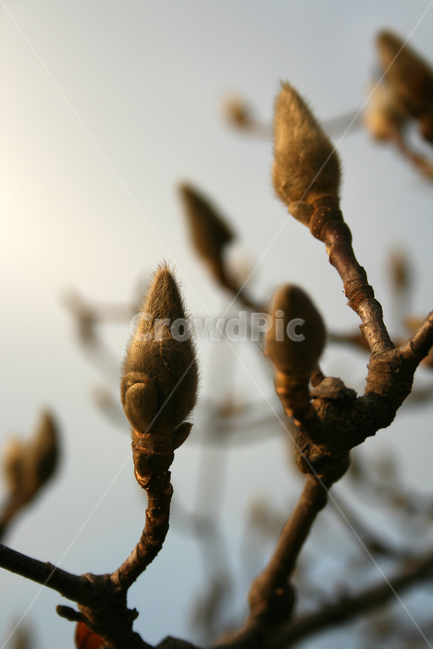 목련,봉오리,식물,flower,plants,nature,꽃,꽃봉오리,봄,식물,자연,plants,nature,나무,trees,wood