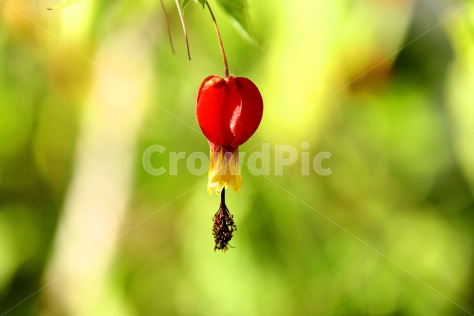 꽃,식물,풍경,자연,하트,식물,자연,plants,nature,꽃,flower