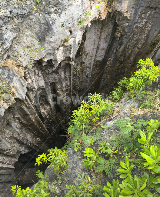 괌,절벽,사랑의절벽,바위,풀,자연,풍경,nature,landscape