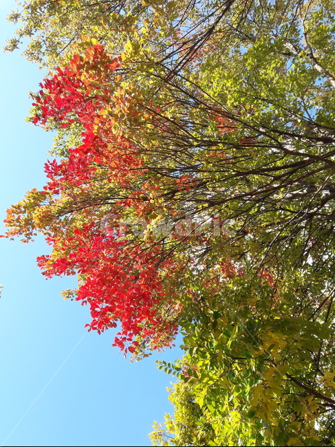 단풍,autumncolors,maple,가을,tree,leaf,나무,잎,식물,plant,가을,계절,fall,autumn,season