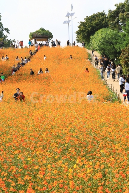 가을,코스모스,꽃,자연,풍경,사람들,연인,소풍,나들이,blossom,가을,계절,fall,autumn,season,자연,풍경,nature,landscape,한국자연풍경,한국자연경관,korea nature landscape,사람들,대중,군중,other people,crowd,person,사람,human,인간