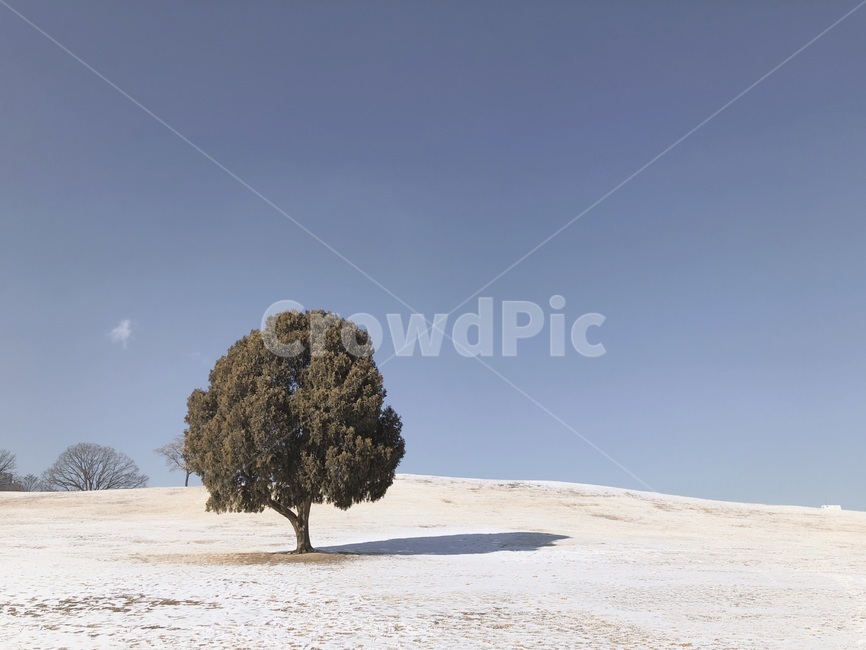 올림픽공원,겨울,나무,눈,외로움,감성사진,감성,winter,snowy,한적함,겨울,계절,winter,season,자연,풍경,nature,landscape,식물,plants,나무,trees,wood,tree,plant
