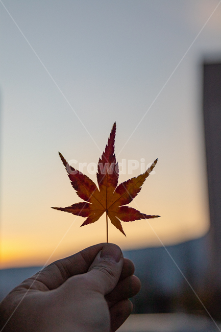 plant,식물,leaf,잎,tree,나무,단풍,단풍잎,가을,계절,fall,autumn,season