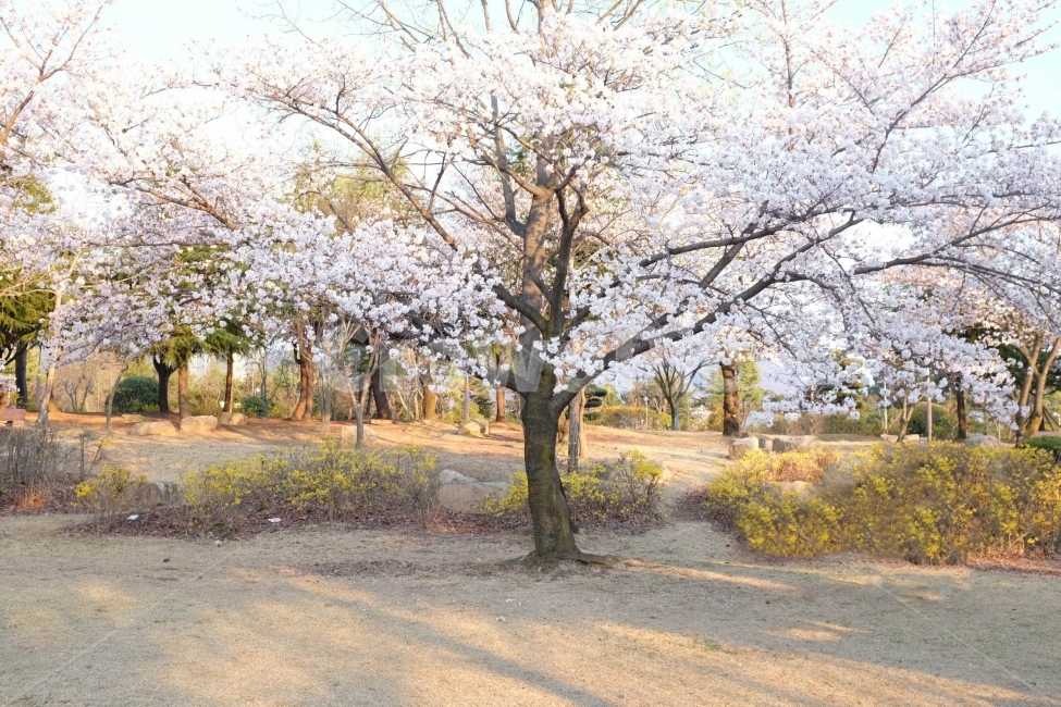 사진,컨셉,봄,벚꽃,벚꽃세상,벚꽃놀이,꽃,풍경,자연,경치,계절,따뜻한,설렘,핑크,사랑,감성사진,배경화면,화사한,거리,길,공원,봄,계절,spring,season,식물,자연,plants,nature,나무,trees,wood,plant