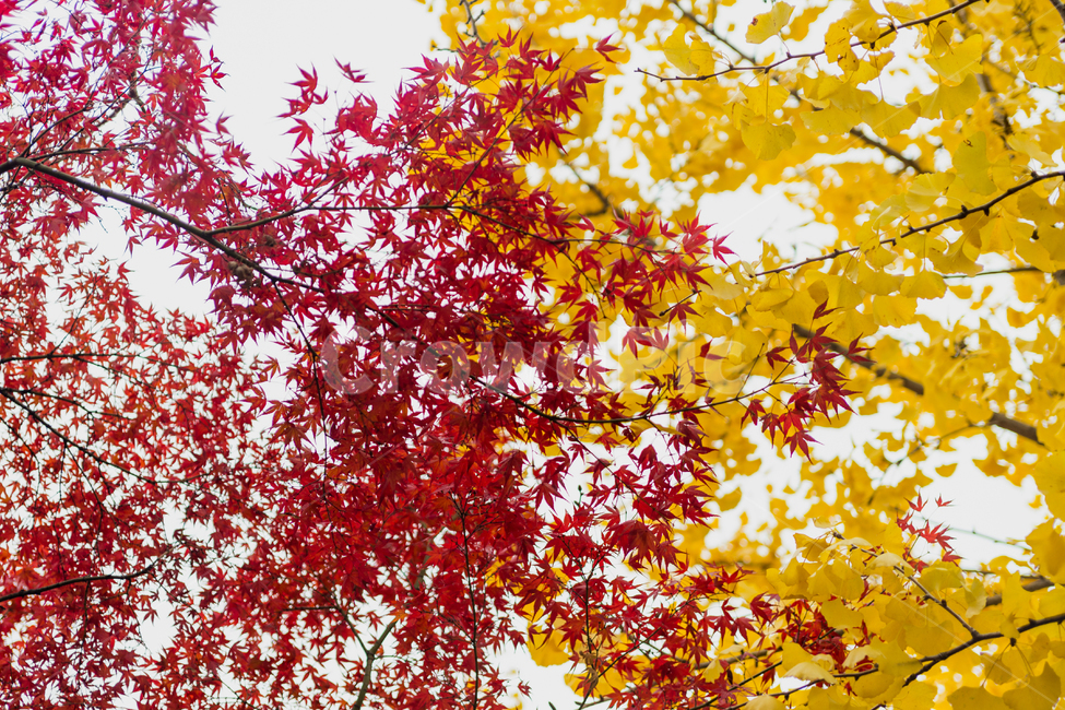 leaf,잎,plant,식물,tree,나무,단풍,단풍나무,은행,은행나무,자연,풍경,가을,가을,계절,fall,autumn,season,식물,자연,plants,nature,나무,trees,wood