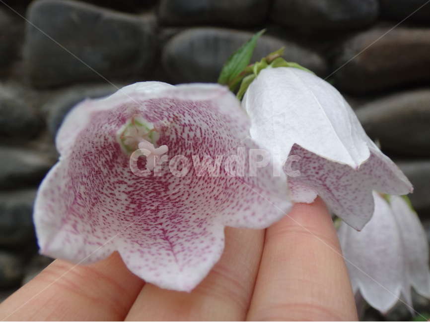 분홍,꽃,하얀색,꽃봉오리,근접촬영,식물,자연,plants,nature,꽃,flower