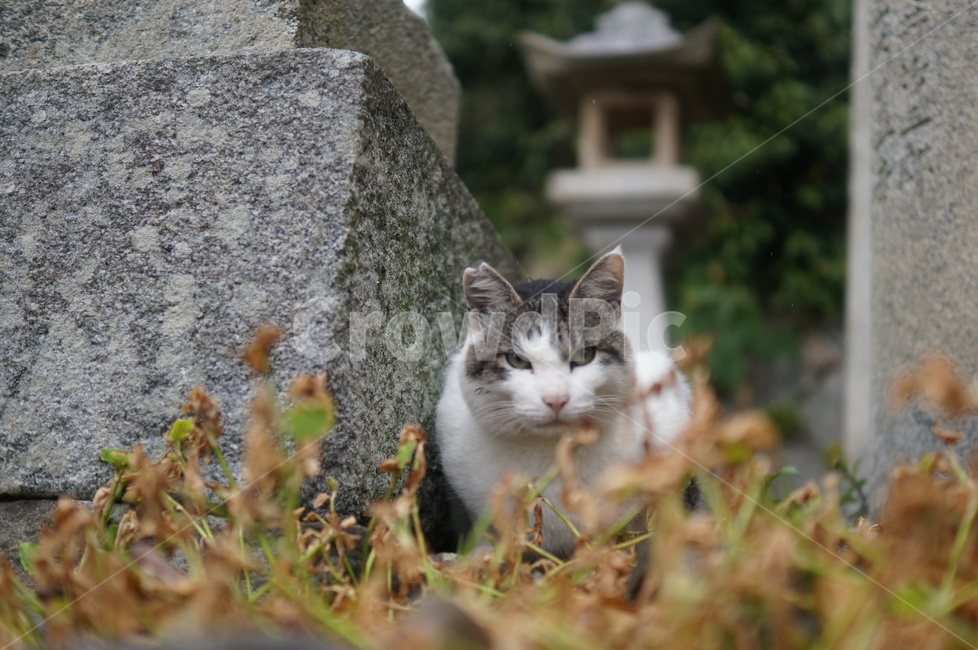 고양이,길냥이,cat,동물,kitty,동물,animal,포유류,mammal,고양이,cat,kitten,kitty