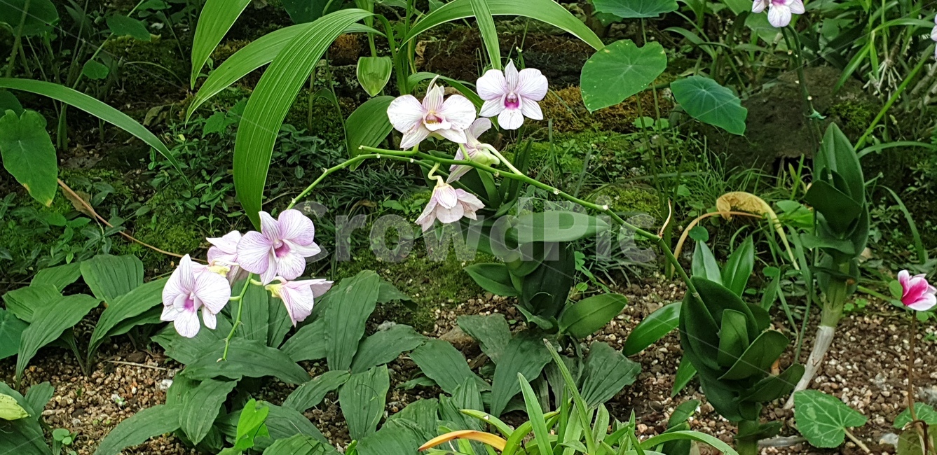 plant,식물,blossom,꽃,flower,난초,덴드로비움,연분홍,식물,자연,plants,nature,꽃,flower