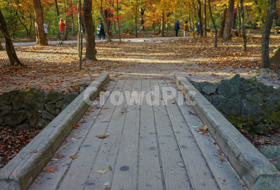 다리,나무다리,가을,단풍,정릉,산책길,fall,wooden,bridge,숲,나무