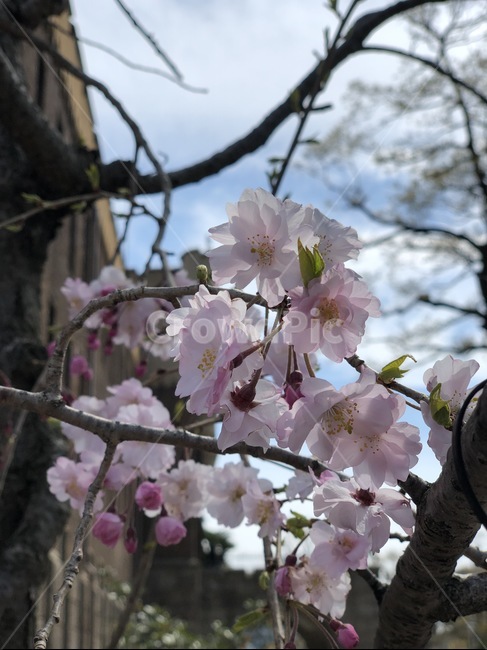 일본벚꽃,벚꽃,사쿠라,꽃,blossom,flower,봄,계절,spring,season,꽃,flower