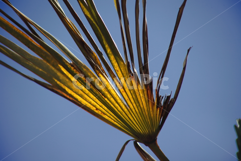 잎,야자나무,palm,plant,단풍,식물,자연,plants,nature