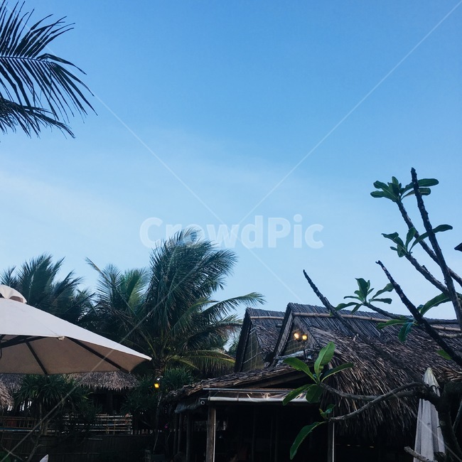 바다,해변,야자수,풍경,자연,구름,하늘,나무,선베드,야자나무,파라솔,모래,beach,sea