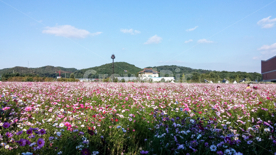 가을,코스모스,만개,꽃밭,공원,outdoors,옥외,nature,자연