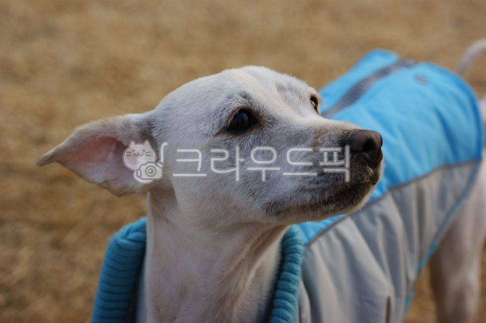 개,강아지,시고르자브종,얼굴,겨울,표정,눈,코,귀,클로즈업,잔디,풀,풀밭,흰색,반려동물,반려견,애완견,애완동물,포유류,동물,계절