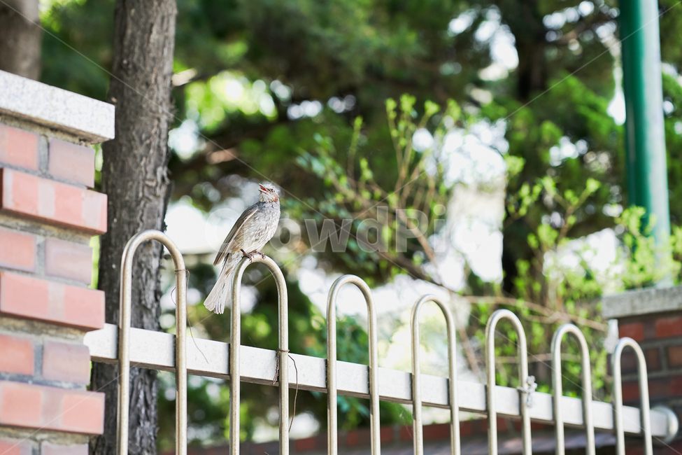 새,bird,동물,조류,보케,bokeh,동물,animal,조류,새,birds