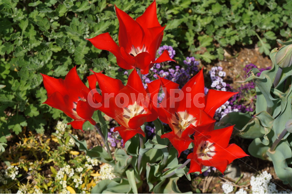 튤립,튜율립,tulip,화초,꽃,정원,식물,꽃사진,빨간튤립,봄꽃,맑은날,공원,특이한툴립,식물,자연,plants,nature,꽃,flower
