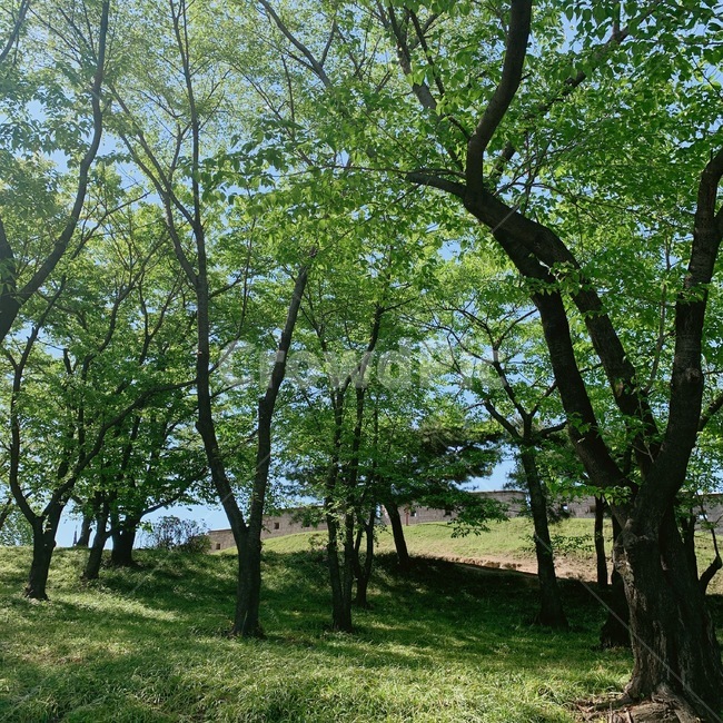 나무,초록,초록색,성벽,야생