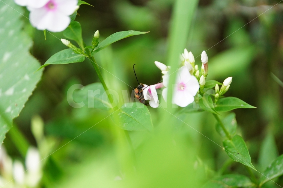 풀협죽도,플록스,플라워,꽃,식물,자연,phlox,flower,nature,곤충,벌레,동물,insect,식물,자연,plants,nature,동물,animal,곤충,벌레,insect,bug,꽃,flower