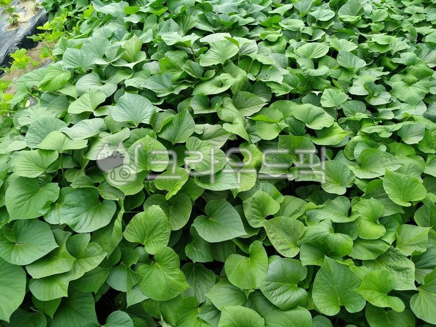 sweet potato,Sweet potato cultivation,sweet potato leaves,Sweet Potato Harvest,sweet potato field,crops