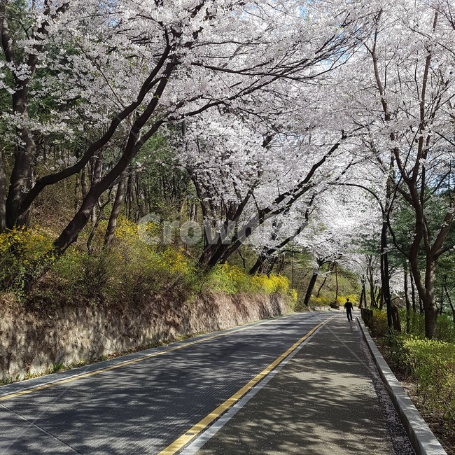 봄풍경,봄,벚꽃,풍경,자연