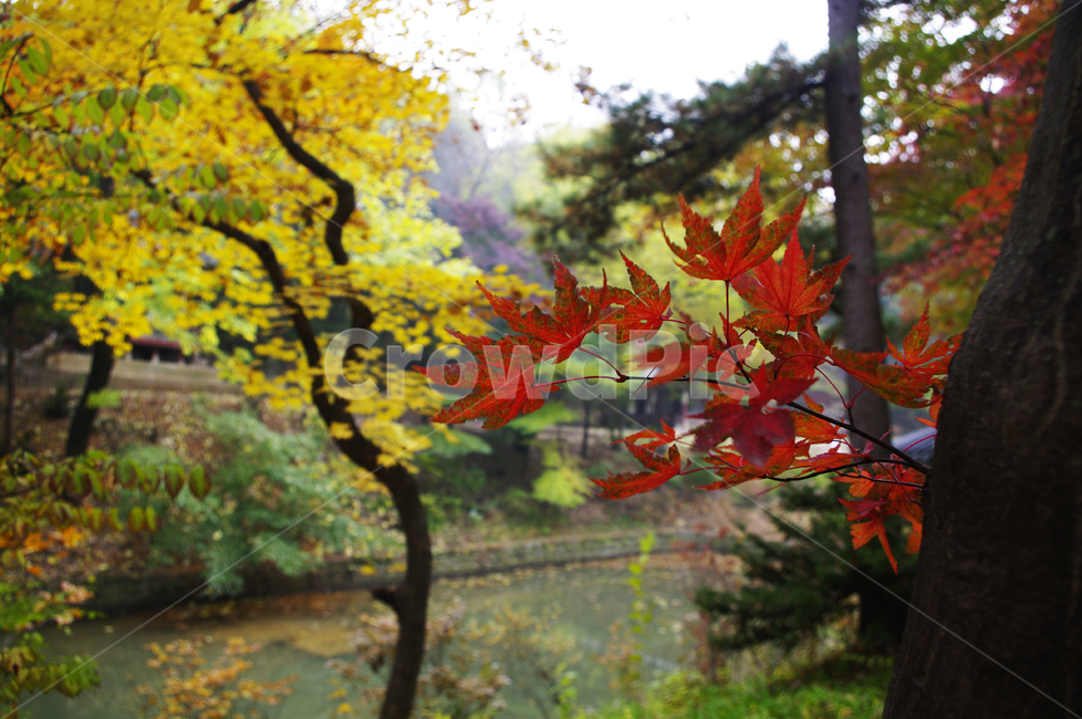 가을,fall,나무,식물,plant,단풍,잎,가을,계절,fall,autumn,season,식물,자연,plants,nature,leaf,tree,maple
