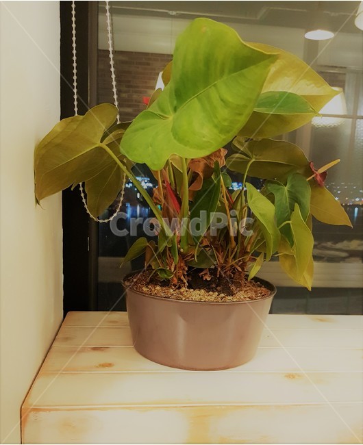 화분,나무,식물,진열,잎,인테리어,데코레이션,꾸미다,Flowerpot,tree,Plants,Display,leaf,decoration,식물,자연,plants,nature,실내용화초,화분,화초,house plant,인테리어,실내디자인,interior design