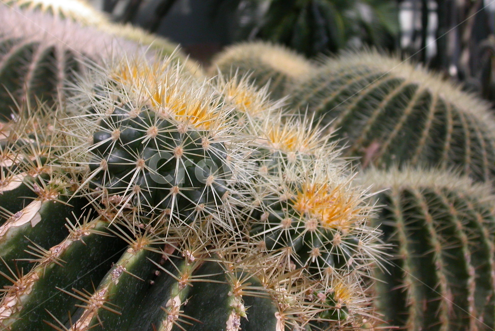선인장,꽃,식물,가시,온실,뽀족한,다육이,까칠한,열대식물,식물,자연,plants,nature