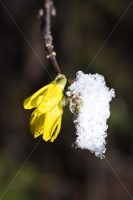 개나리,계절,눈꽃,노랑눈꽃,봄,늦가을,초겨울,겨울,계절,winter,season