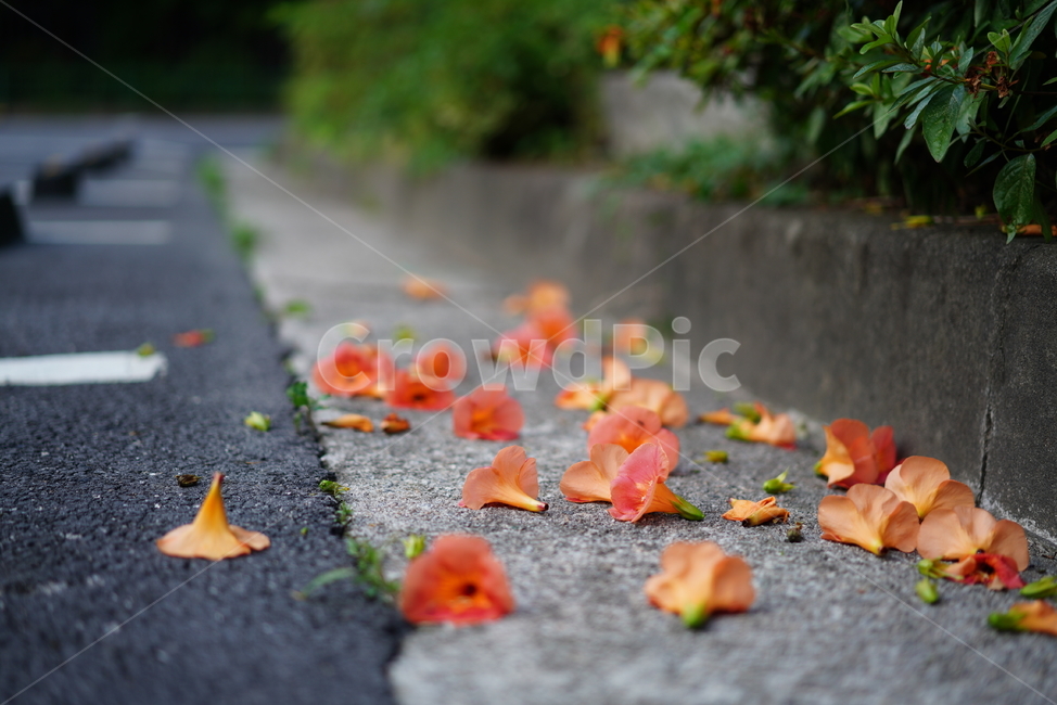 능소화,꽃,플라워,색감,주황,식물,생물,생명,flower,컬러,식물,자연,plants,nature,꽃,flower