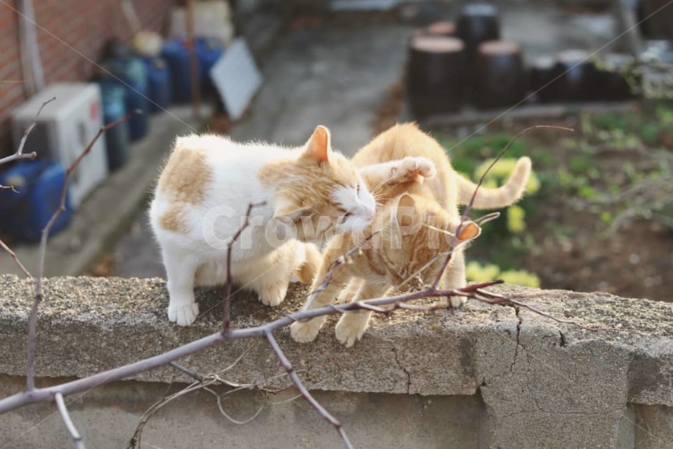 동물,고양이,야옹이,시골냥,cat,동물,animal,포유류,mammal,고양이,cat,kitten,kitty