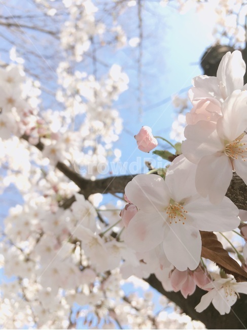 봄,꽃,벗꽃,나무,식물,자연,배경화면,봄,계절,spring,season,plant,blossom,flower