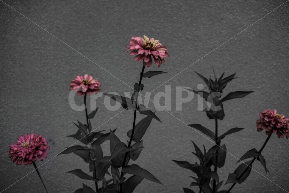 흑백,꽃,컬러스플래쉬,여름,가을,봄,식물,자연,plants,nature,꽃,flower
