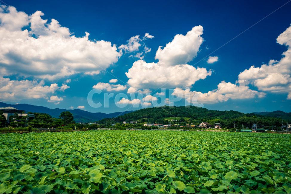 청도,연꽃,하늘,구름,풍경,나무,풀,꽃,산,식물,시골,관광지,여름,flowers,sky,cloud,view,plants,summer,beautiful,mountain,wood,tree,자연,풍경,nature,landscape,outdoors,옥외,weather,날씨,cumulus,적운