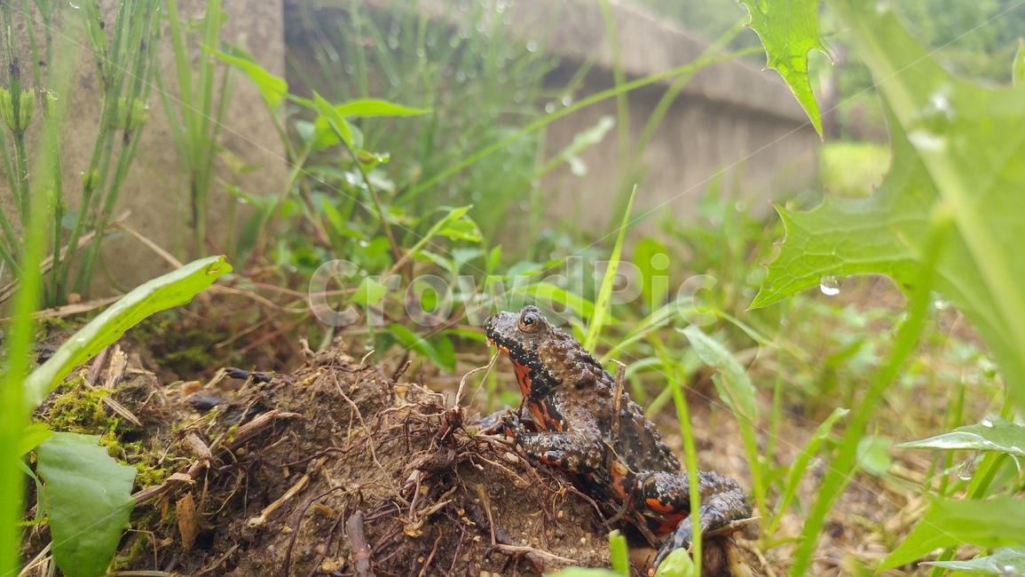 두꺼비,개구리,동물,양서류,식물,toad,초록,green,이슬,자연,frog,동물,animal