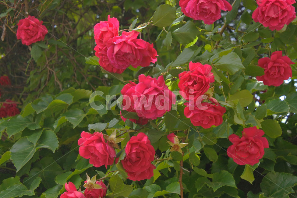 자연,장미,로즈,색감,초록,빨강,빨간색,초록색,green,red,rose
