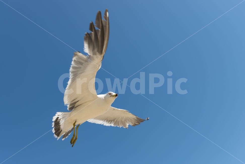 갈매기,하늘,날다,날개,푸른하늘,스카이,동물,새,sky,animal,gulls,bird,wings,fly,skyblue,blue,nature,동물,animal,조류,새,birds