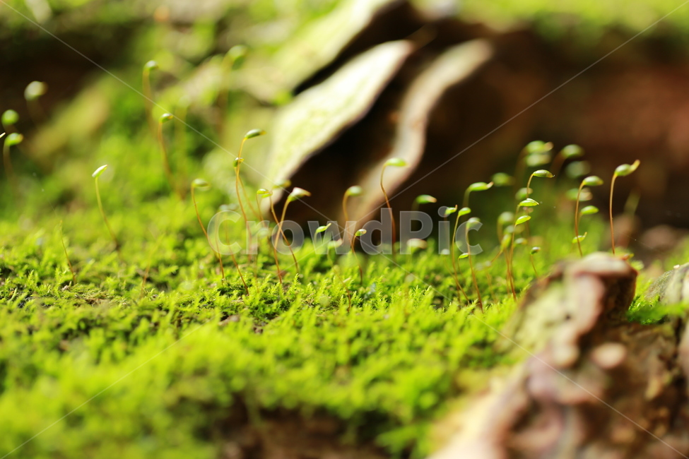 여름,이끼,신비,시작,마크로,식물,자연,plants,nature