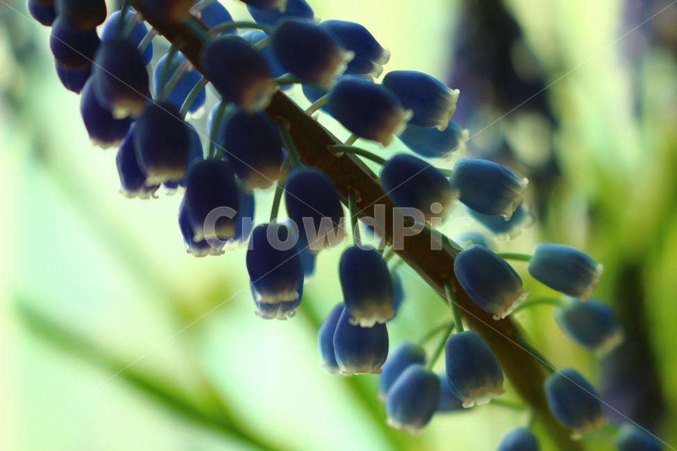 purple flower,plant,Muscari,Emotion,flower