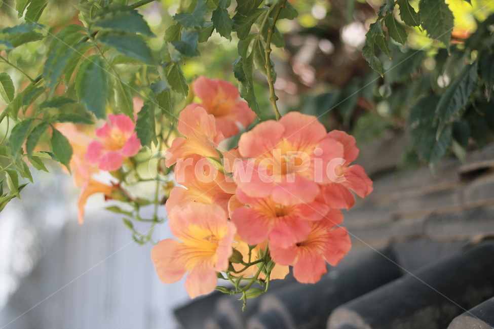 삼지천마을,능소화,담벼락,풍경,삼지내마을,주황색,여름,식물,자연,plants,nature,꽃,flower